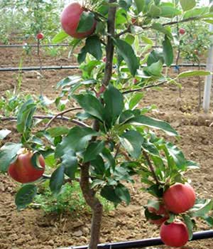 jabuke 6 meseci posle sadnje
